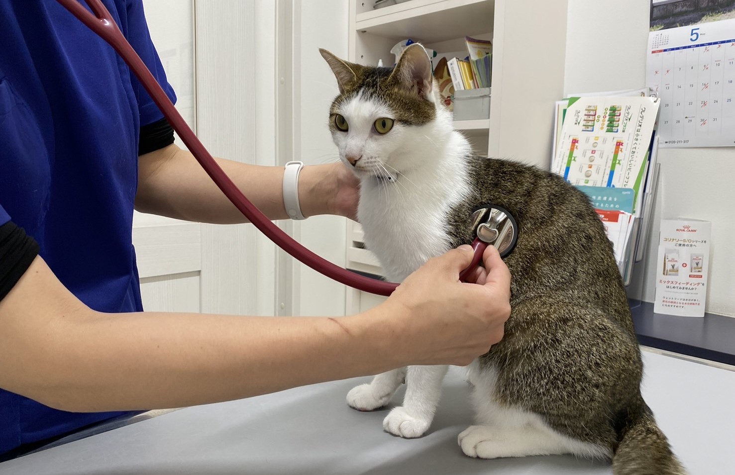 猫に健康診断は必要？検査内容や頻度・連れていく方法も解説 - 兵庫県