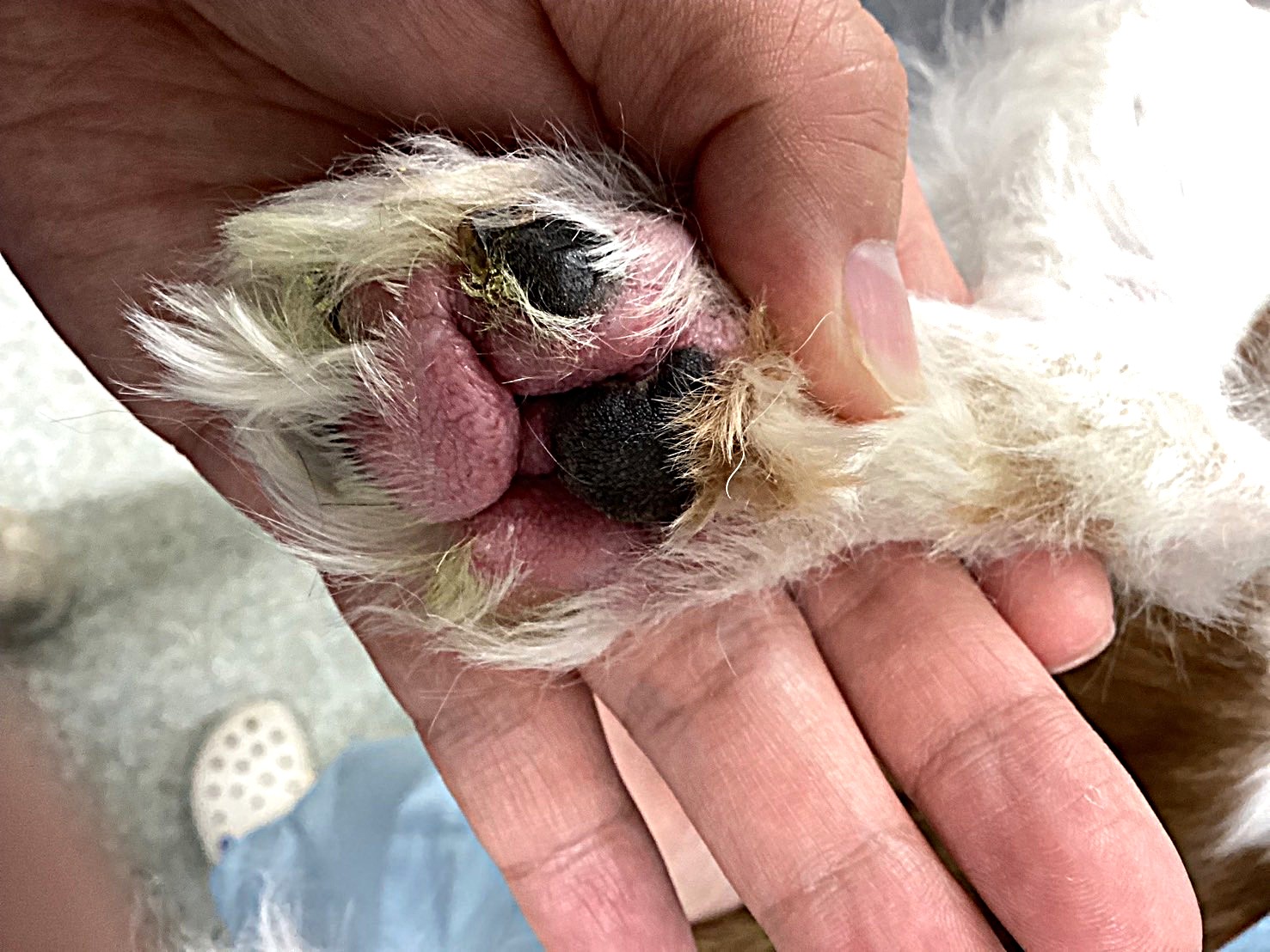 犬や猫の皮膚が赤くてかゆそう！考えられる病気・治療法を徹底解説